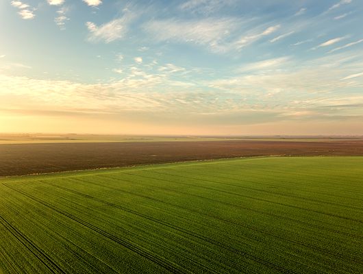 Field with sunset in background